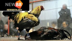 Thành công của kênh đá gà cực sắt New88