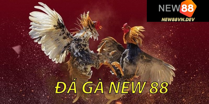 Tổng quát thông tin về đá gà New88