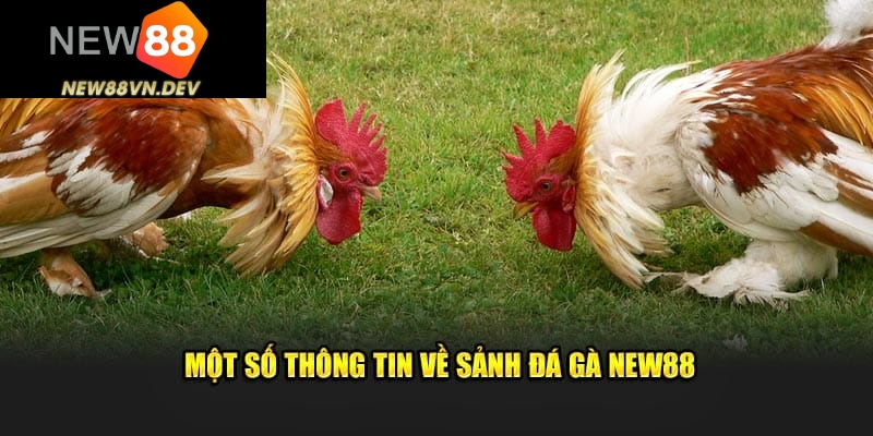 Những điều các cược thủ cần lưu ý khi tham gia chơi đá gà New88