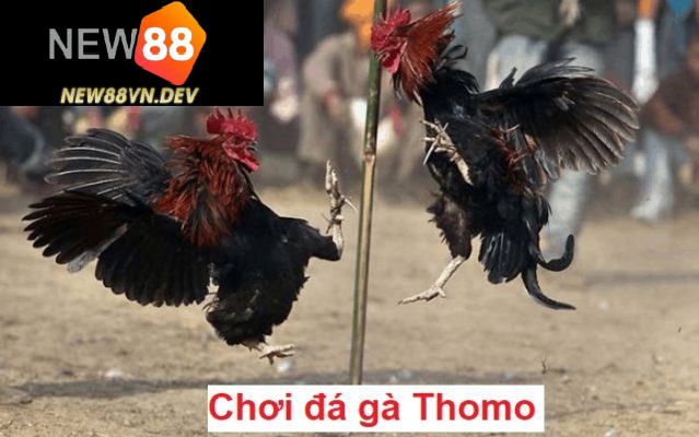 Đá Gà Thomo New88